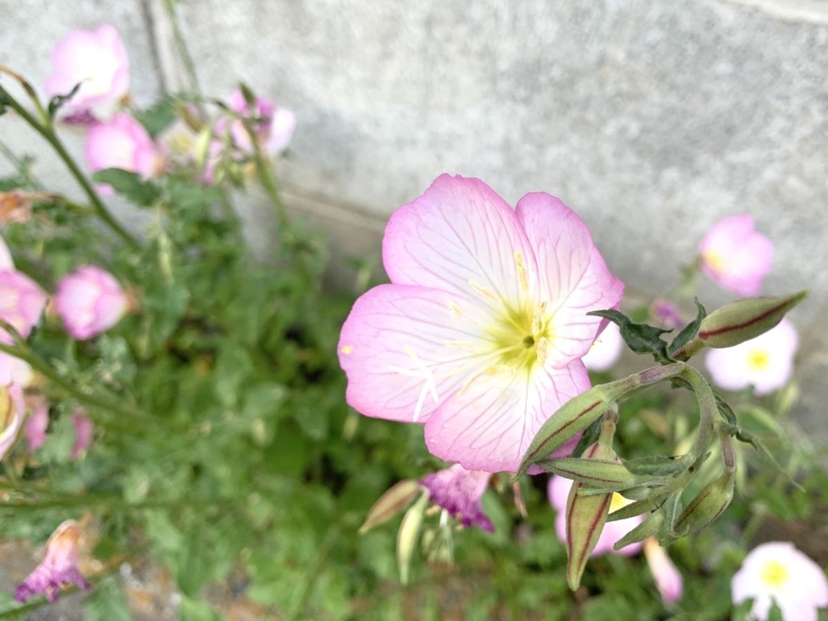 f:id:encyclopediaofweeds:20200509201557j:plain