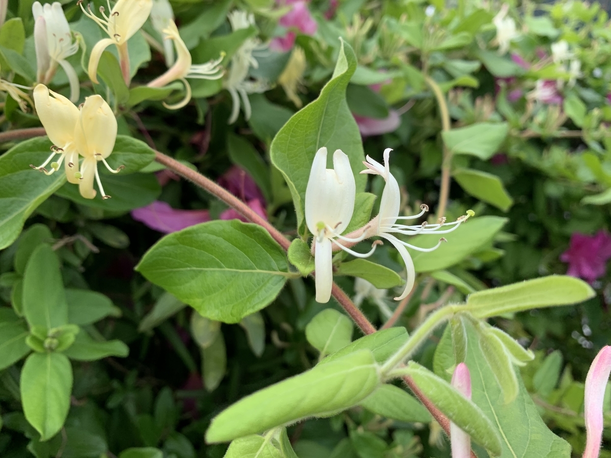 f:id:encyclopediaofweeds:20200510140959j:plain