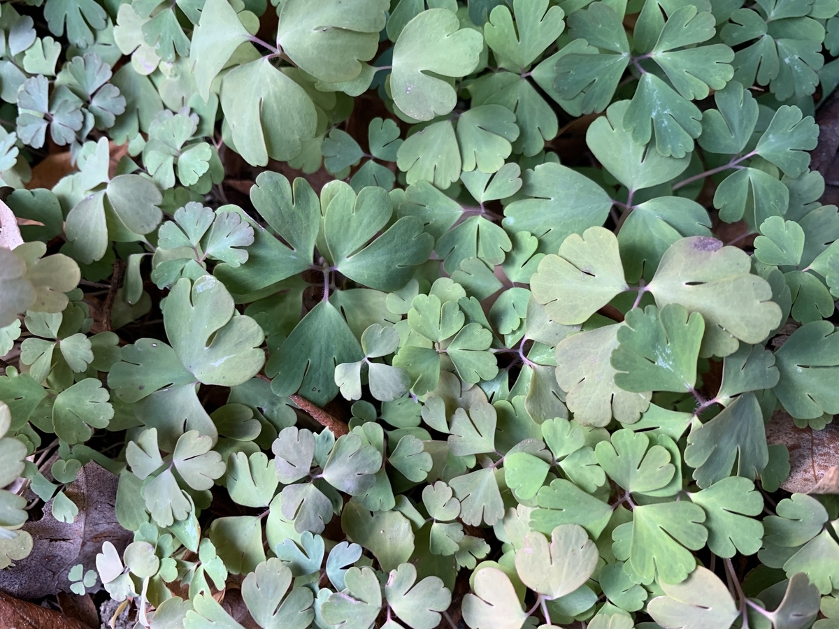 f:id:encyclopediaofweeds:20200511000226j:plain