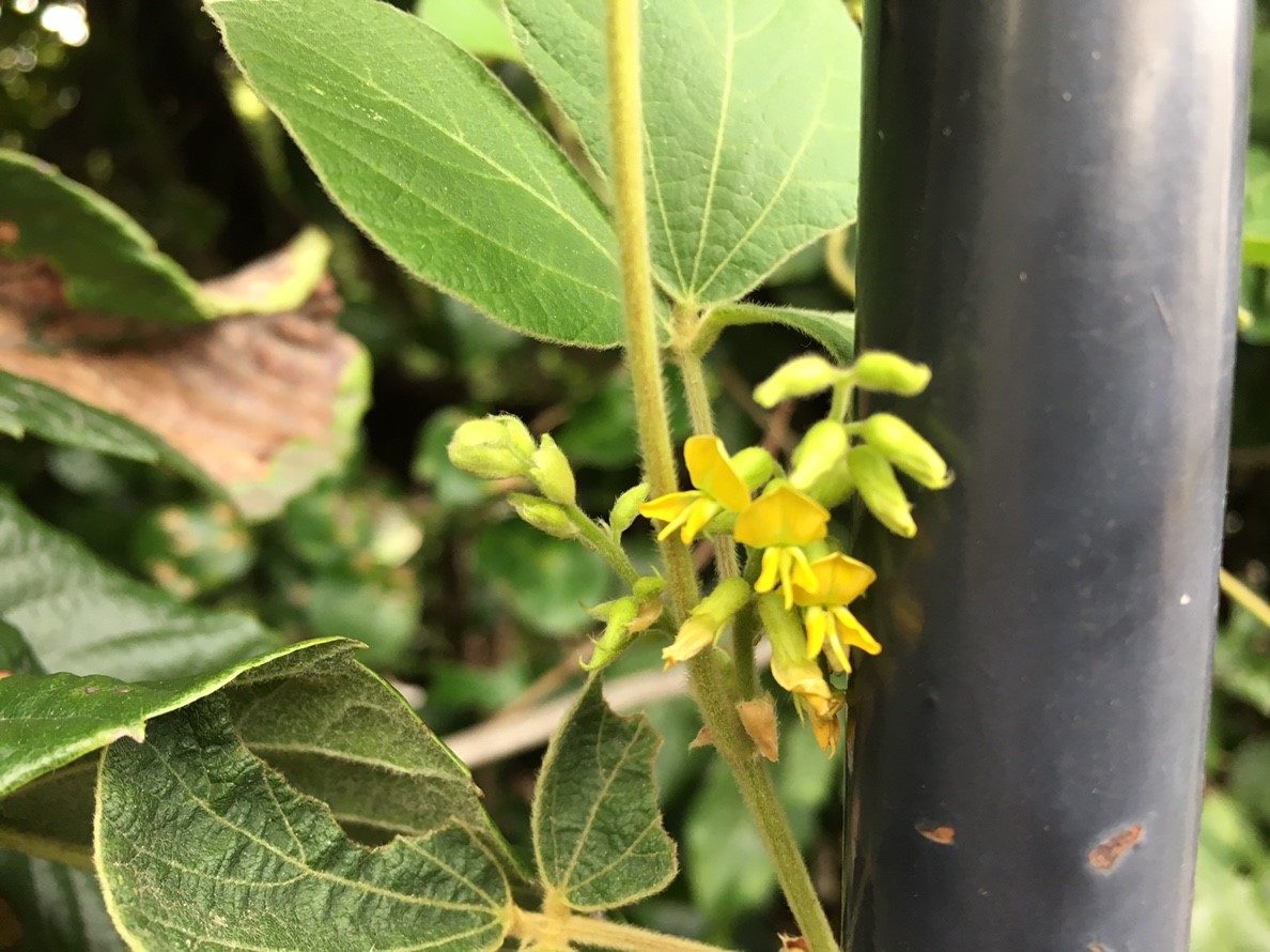 f:id:encyclopediaofweeds:20200511002307j:plain