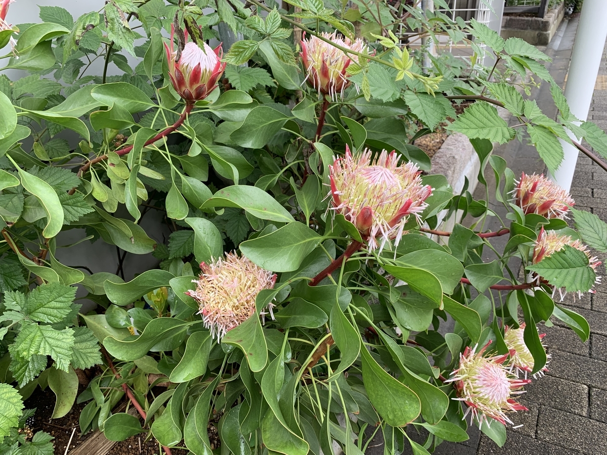 f:id:encyclopediaofweeds:20200511002906j:plain