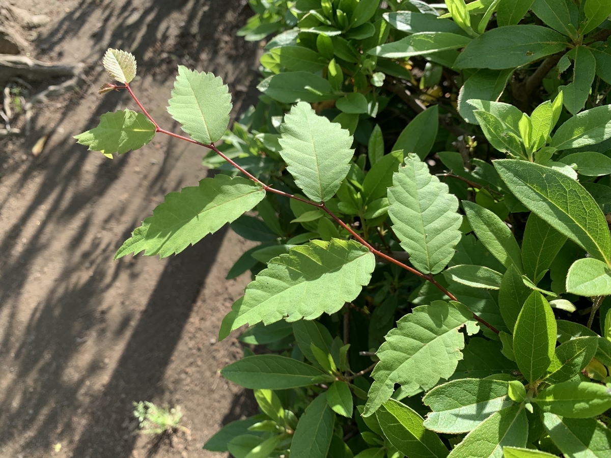 f:id:encyclopediaofweeds:20200601005825j:plain