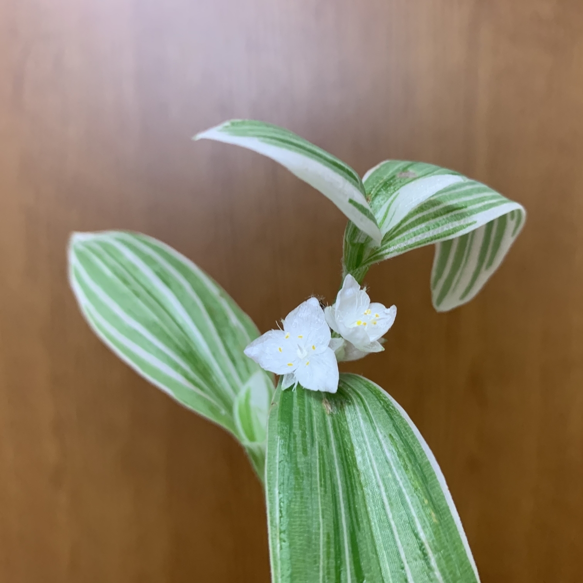 f:id:encyclopediaofweeds:20200601013441j:plain