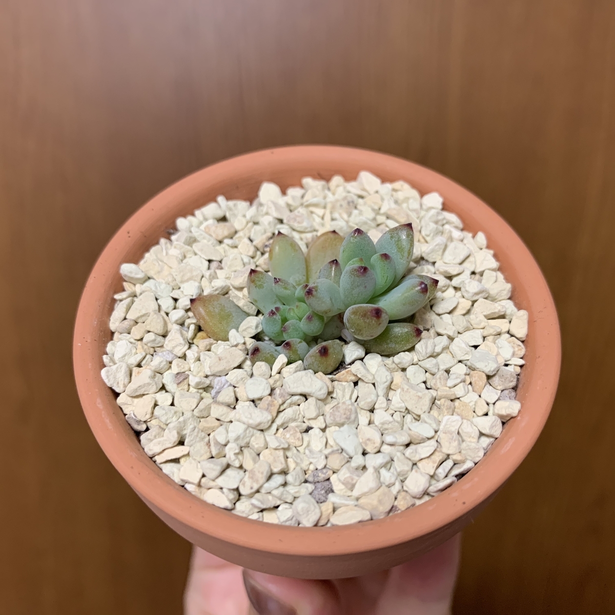 f:id:encyclopediaofweeds:20200601015057j:plain