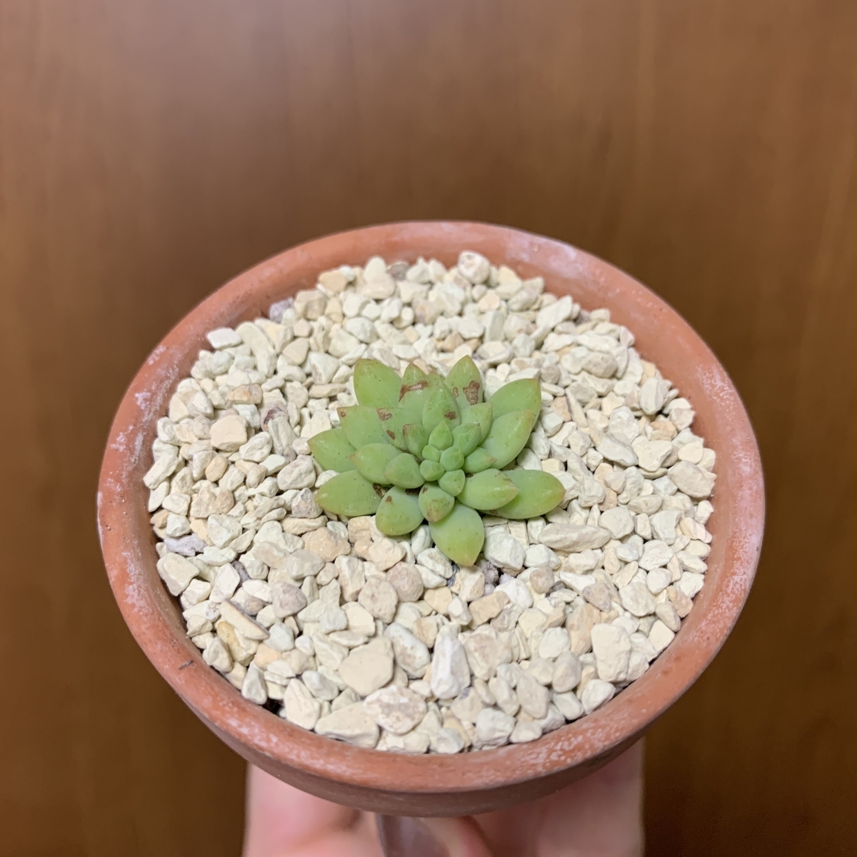 f:id:encyclopediaofweeds:20200601015151j:plain