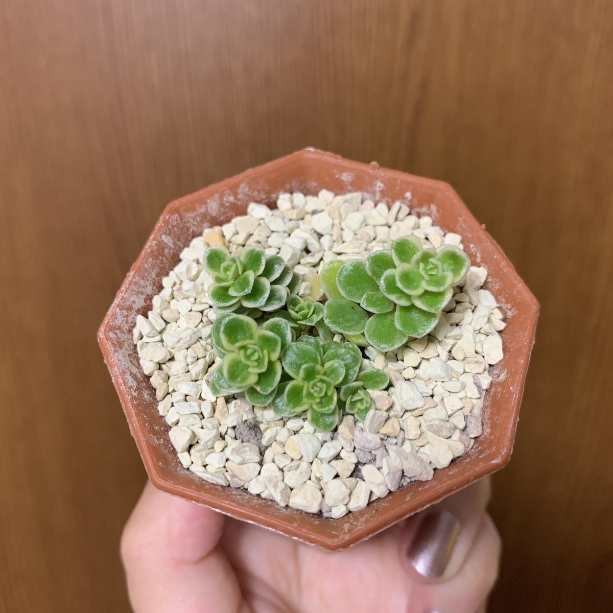 f:id:encyclopediaofweeds:20200601015412j:plain
