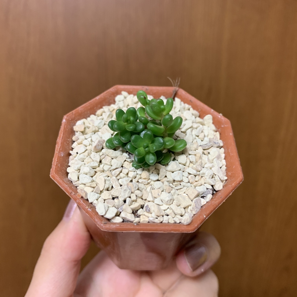 f:id:encyclopediaofweeds:20200601015944j:plain