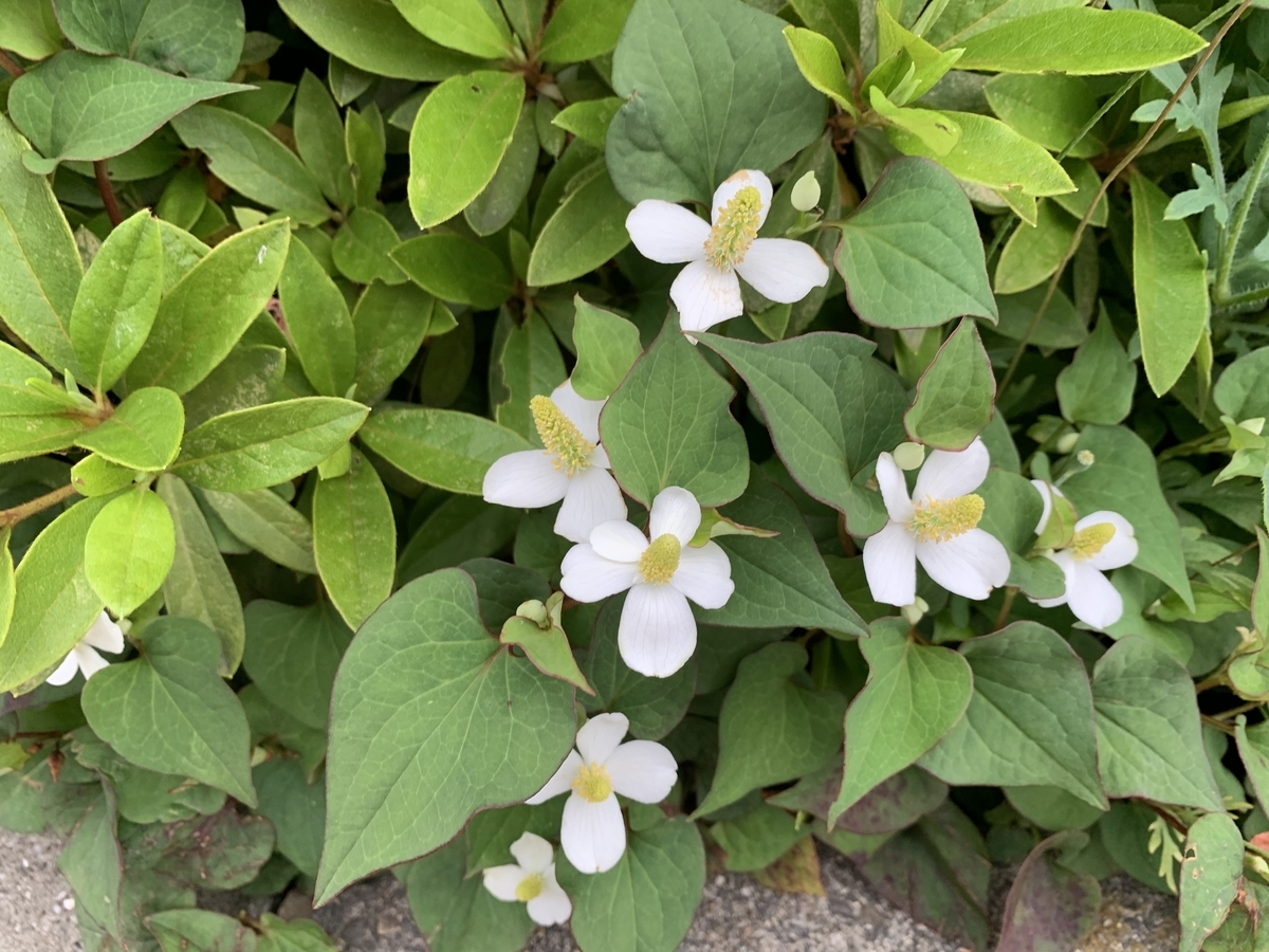 f:id:encyclopediaofweeds:20200601030808j:plain f:id:encyclopediaofweeds:20200601030808j:plain