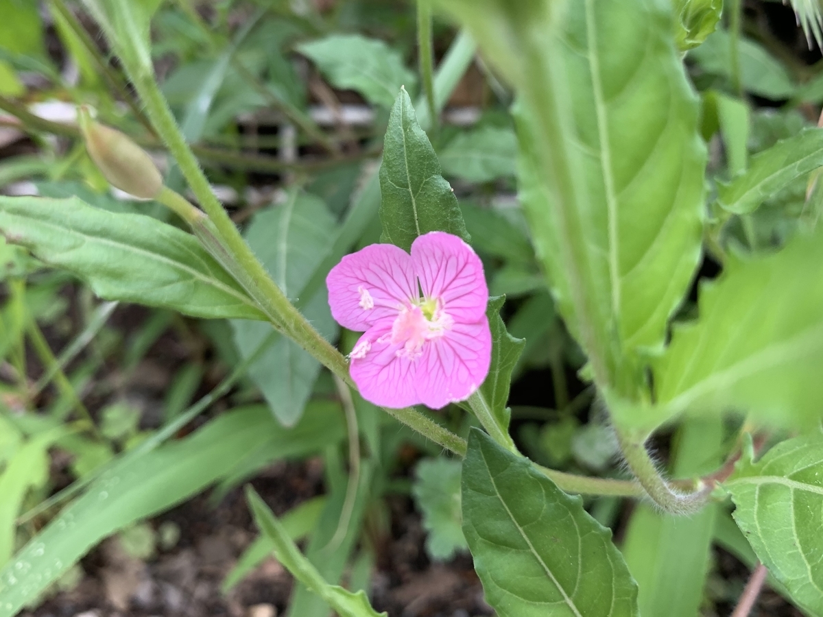 f:id:encyclopediaofweeds:20200601031234j:plain
