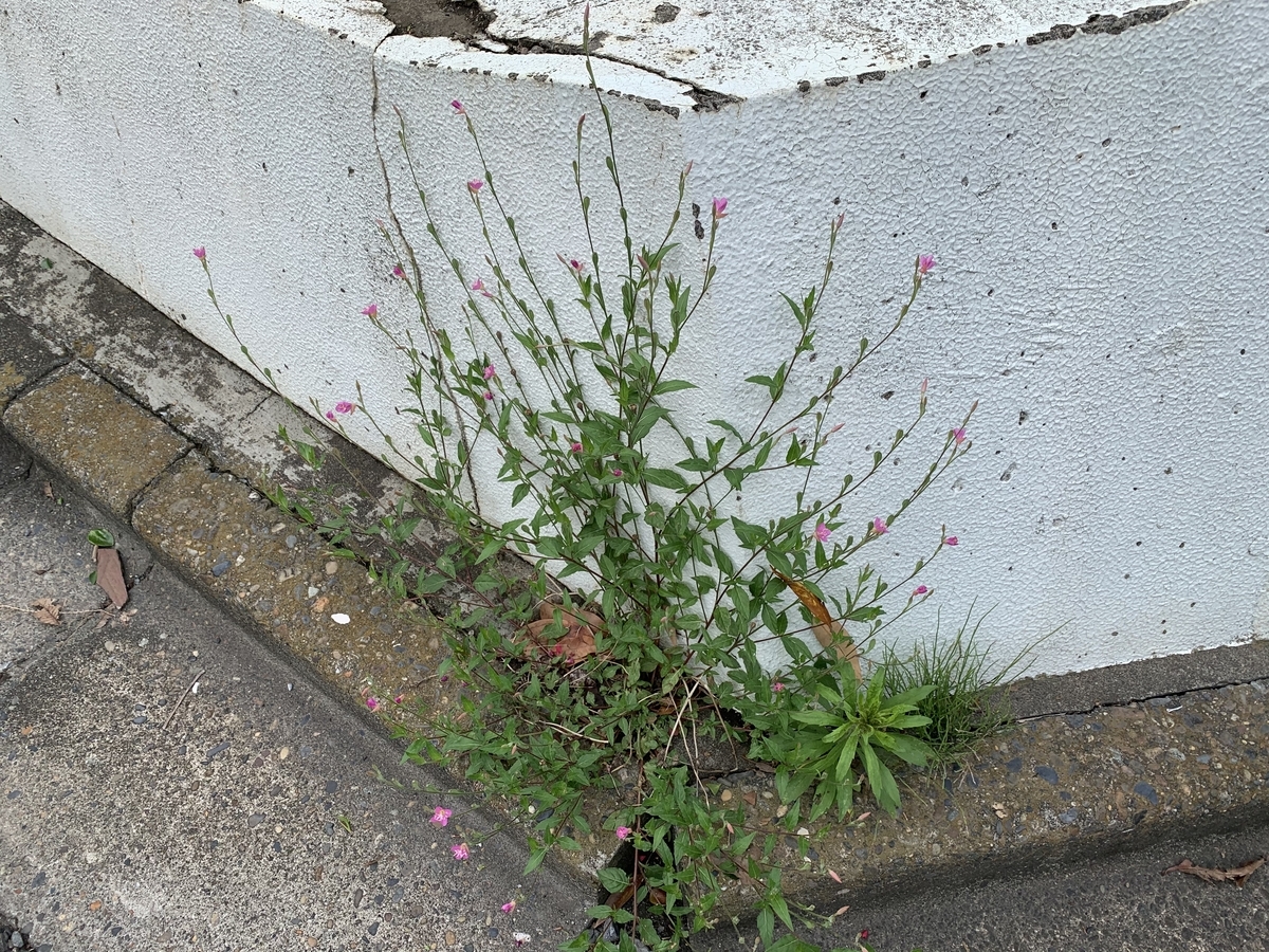 f:id:encyclopediaofweeds:20200601031314j:plain