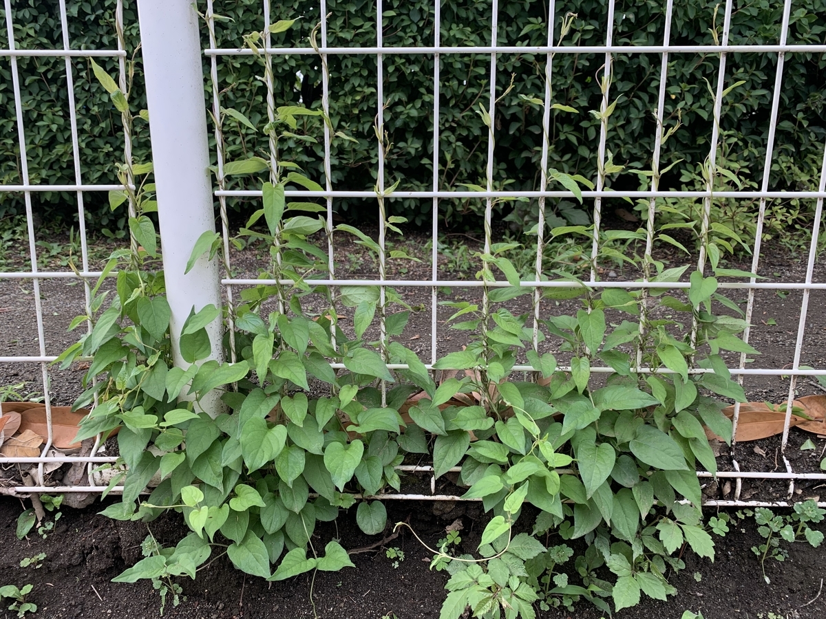 f:id:encyclopediaofweeds:20200601031441j:plain