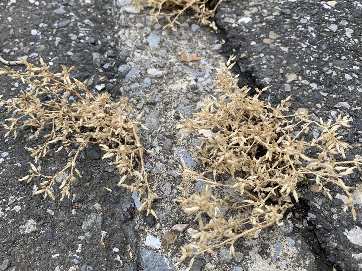 f:id:encyclopediaofweeds:20200601032020j:plain