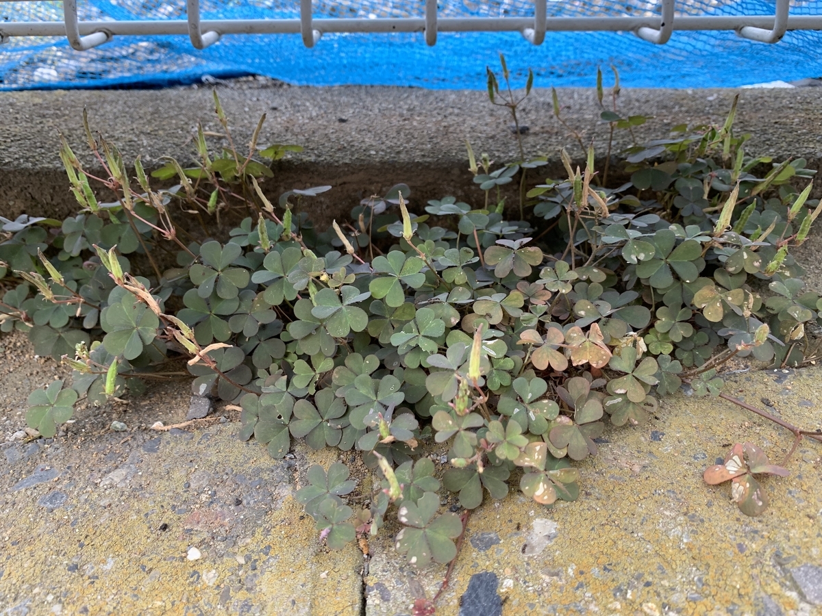 f:id:encyclopediaofweeds:20200601032159j:plain f:id:encyclopediaofweeds:20200601032159j:plain