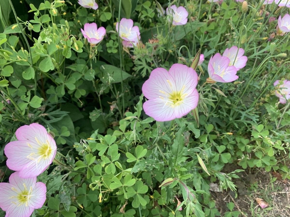 f:id:encyclopediaofweeds:20200601032514j:plain