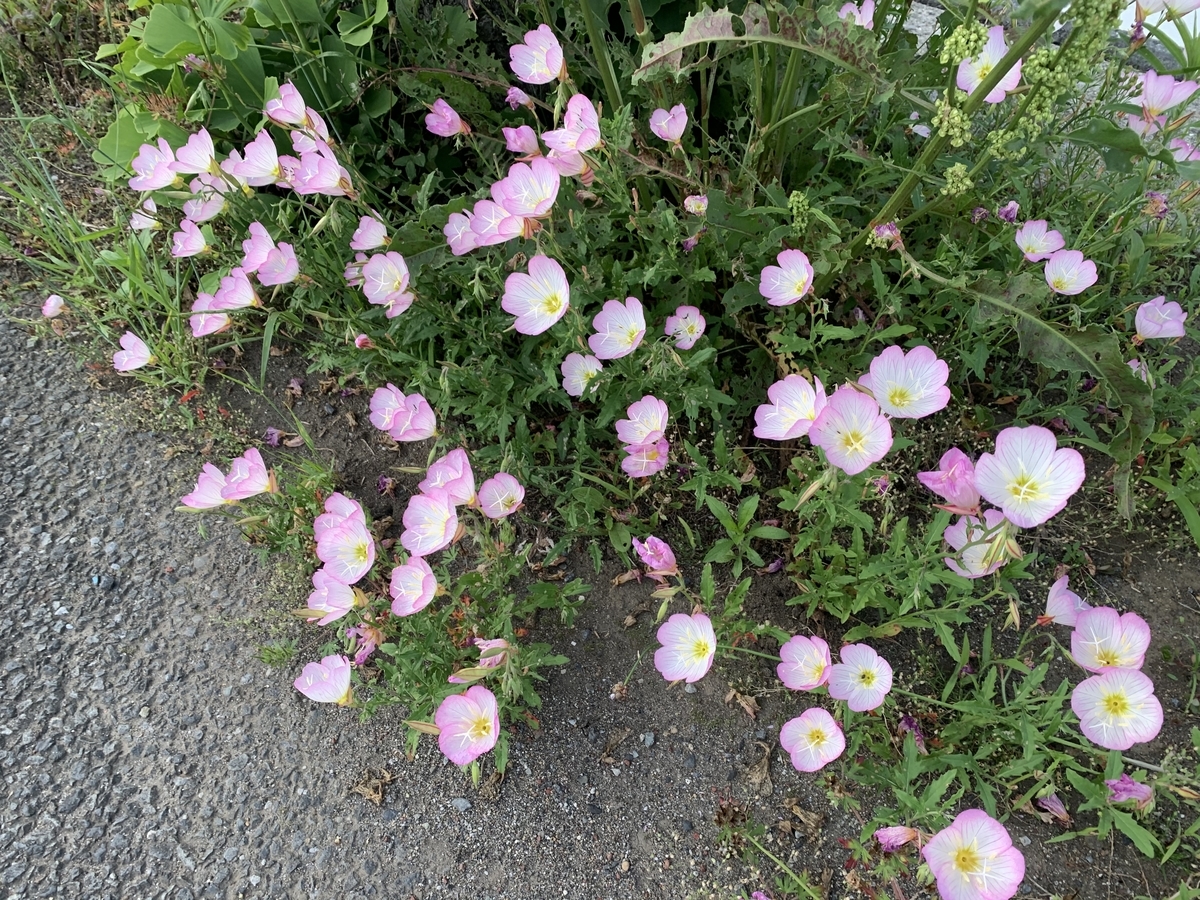 f:id:encyclopediaofweeds:20200601032520j:plain