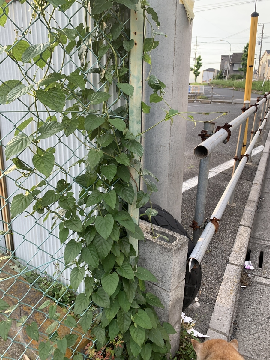 f:id:encyclopediaofweeds:20200601033143j:plain