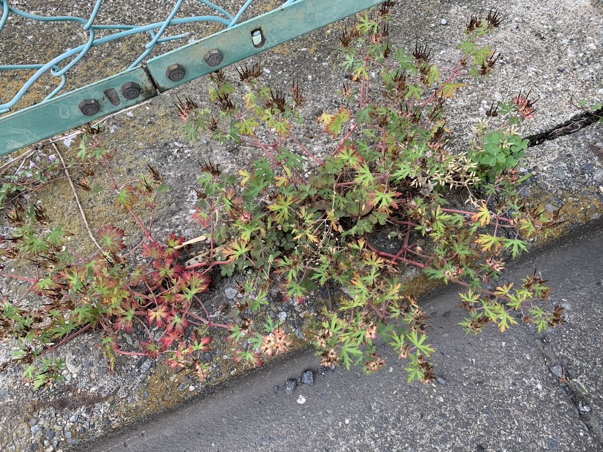 f:id:encyclopediaofweeds:20200601033300j:plain