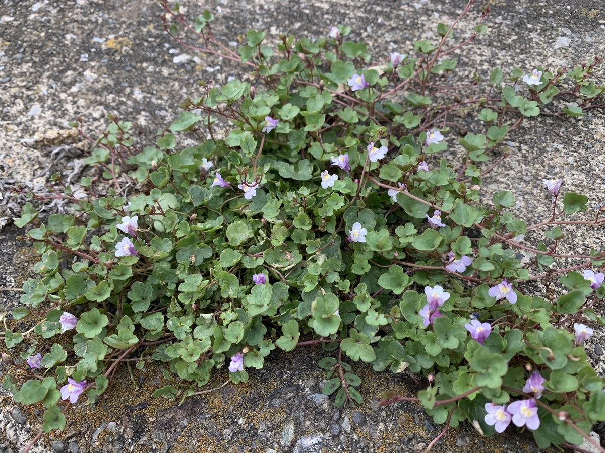 f:id:encyclopediaofweeds:20200601033421j:plain
