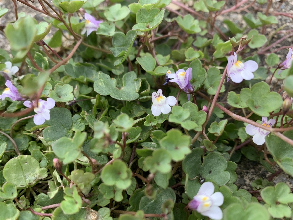 f:id:encyclopediaofweeds:20200601033431j:plain