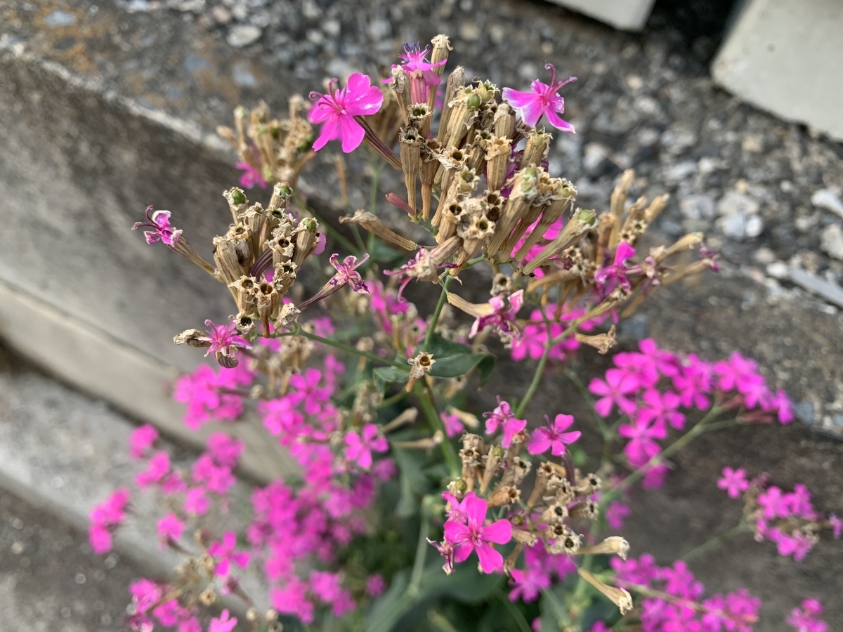 f:id:encyclopediaofweeds:20200601034421j:plain