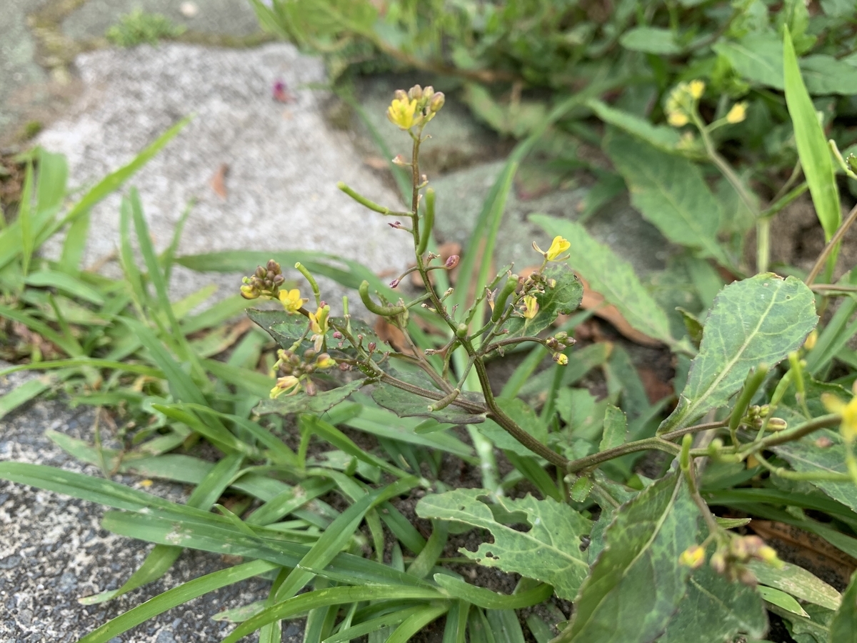 f:id:encyclopediaofweeds:20200601034617j:plain