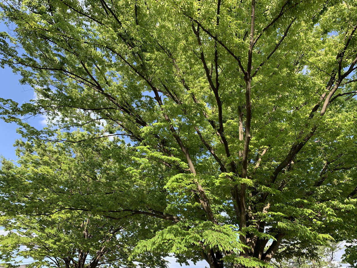 f:id:encyclopediaofweeds:20200601035539j:plain