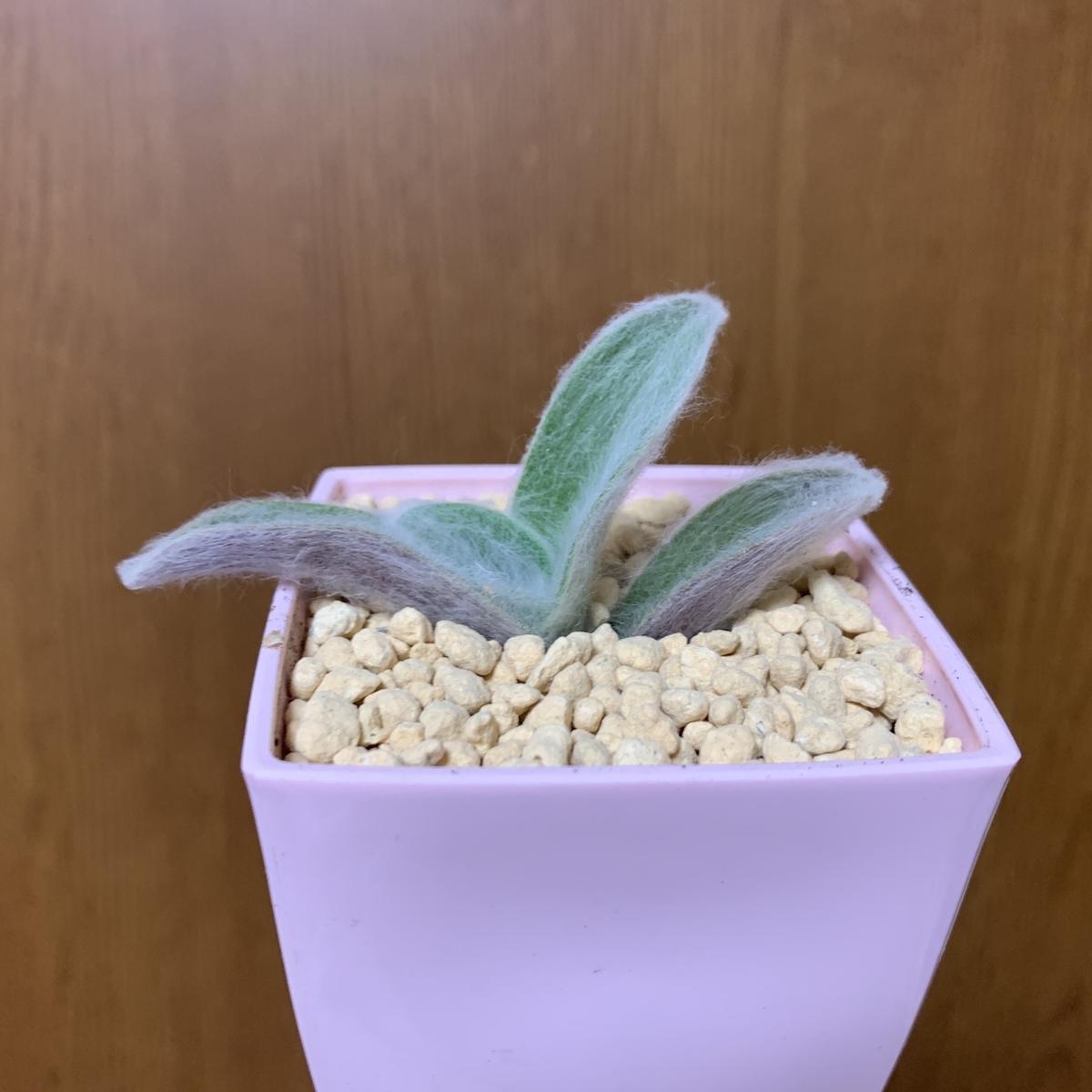 f:id:encyclopediaofweeds:20200601214418j:plain