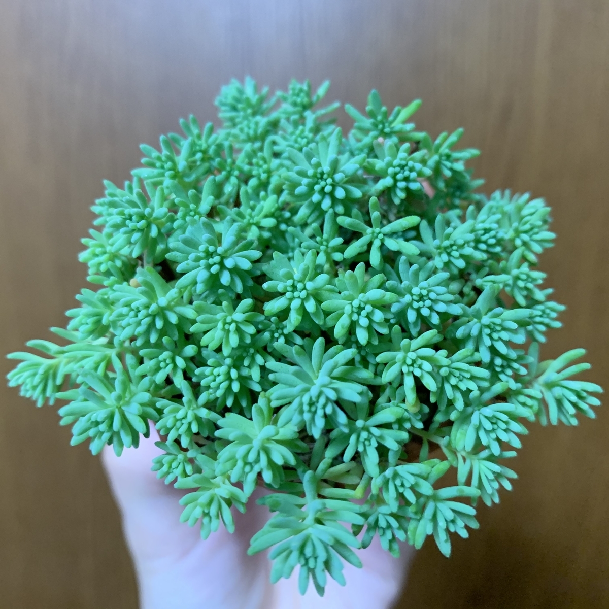 f:id:encyclopediaofweeds:20200602201142j:plain