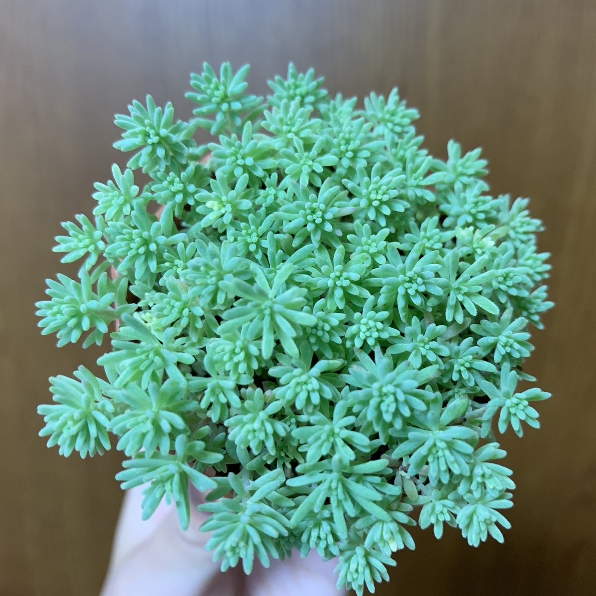 f:id:encyclopediaofweeds:20200602201210j:plain