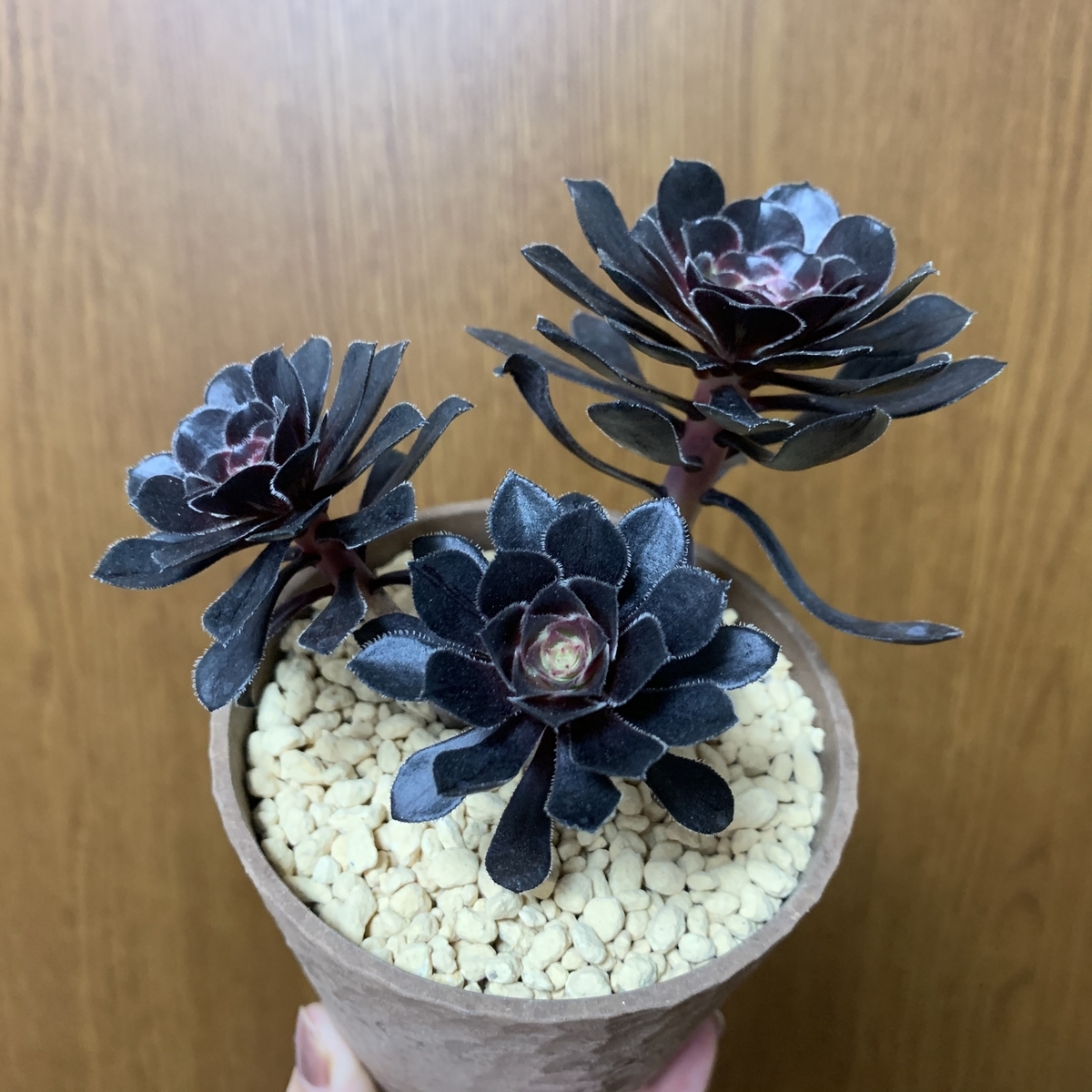 うちの多肉植物たち（アエオニウム） - 愛すべき雑草たち