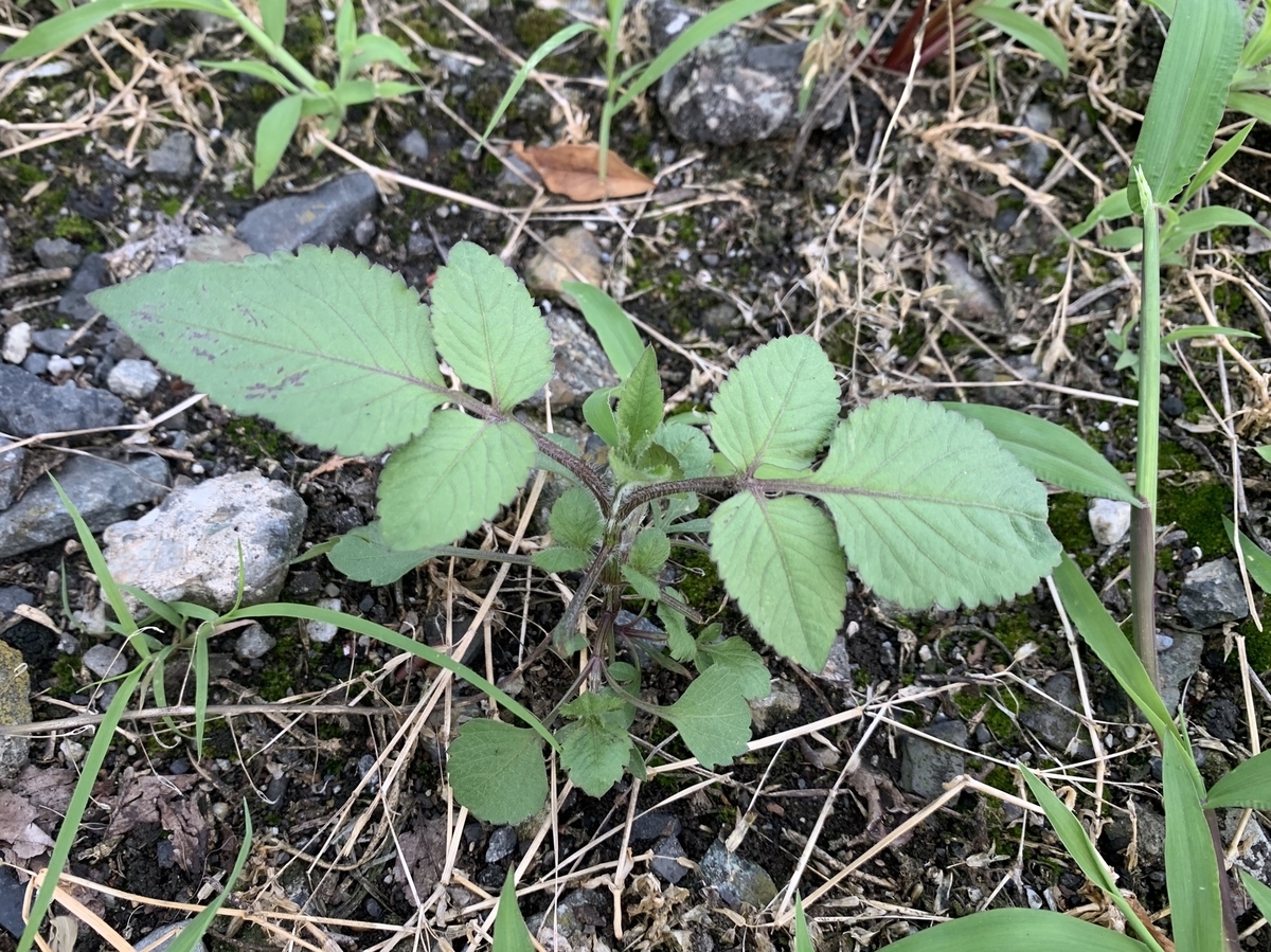 f:id:encyclopediaofweeds:20200607073518j:plain