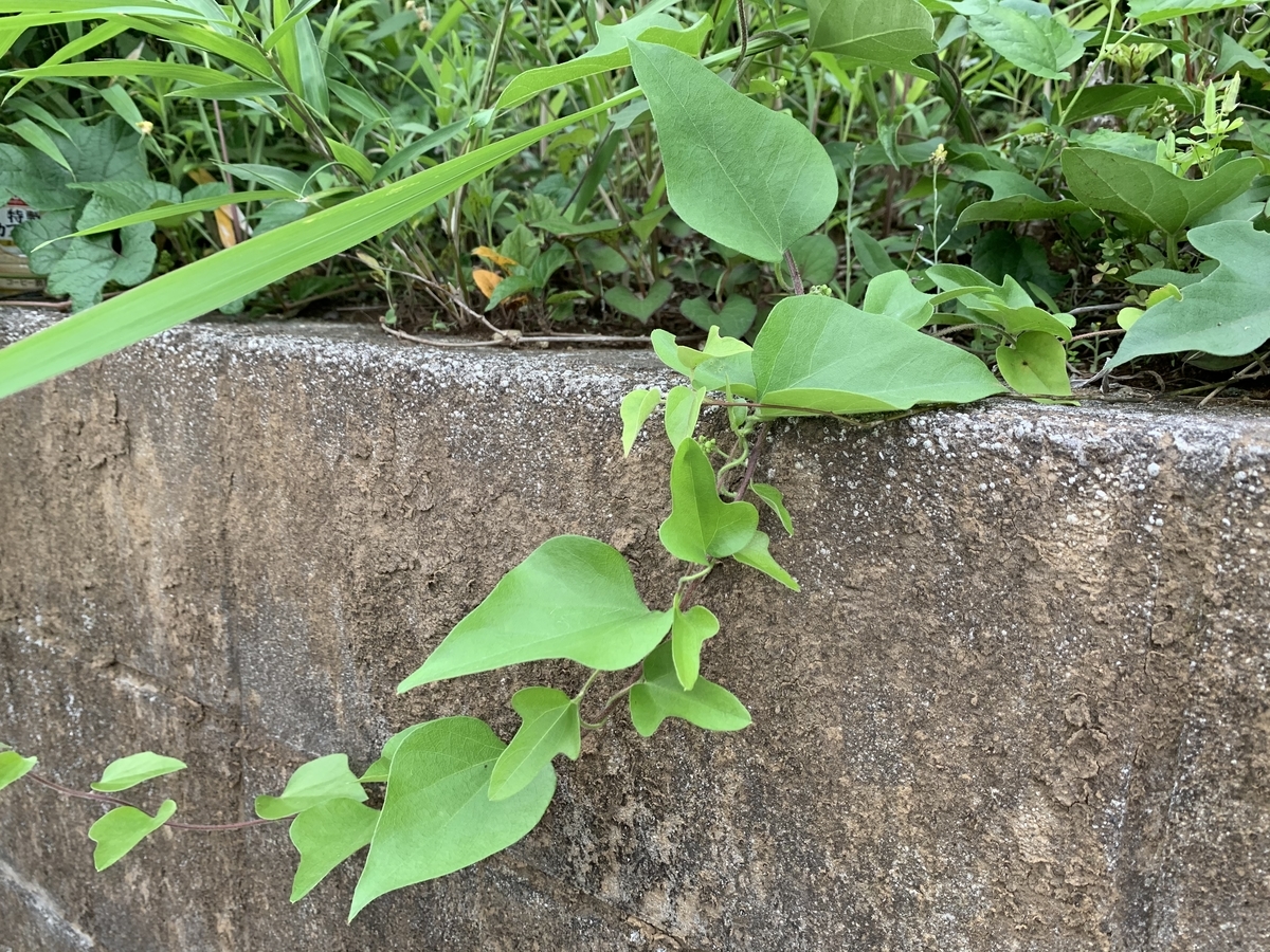 f:id:encyclopediaofweeds:20200607073929j:plain f:id:encyclopediaofweeds:20200607073929j:plain
