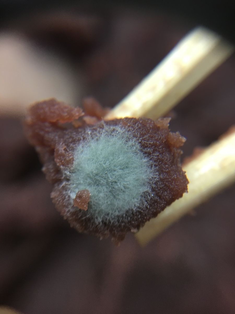 f:id:encyclopediaofweeds:20200610023711j:plain