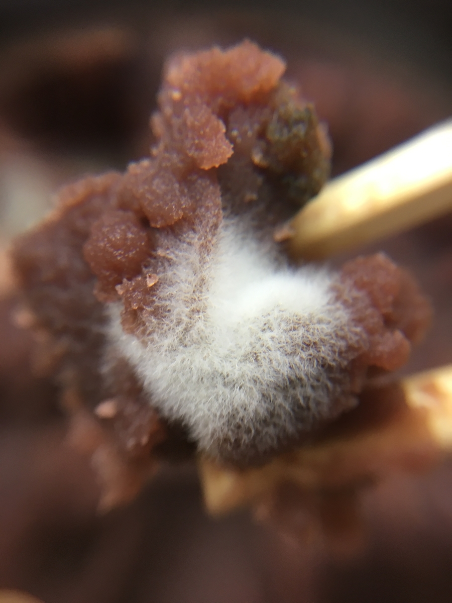f:id:encyclopediaofweeds:20200610023738j:plain