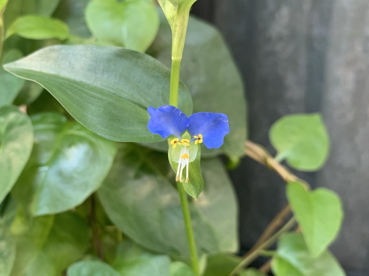 f:id:encyclopediaofweeds:20200615025048j:plain