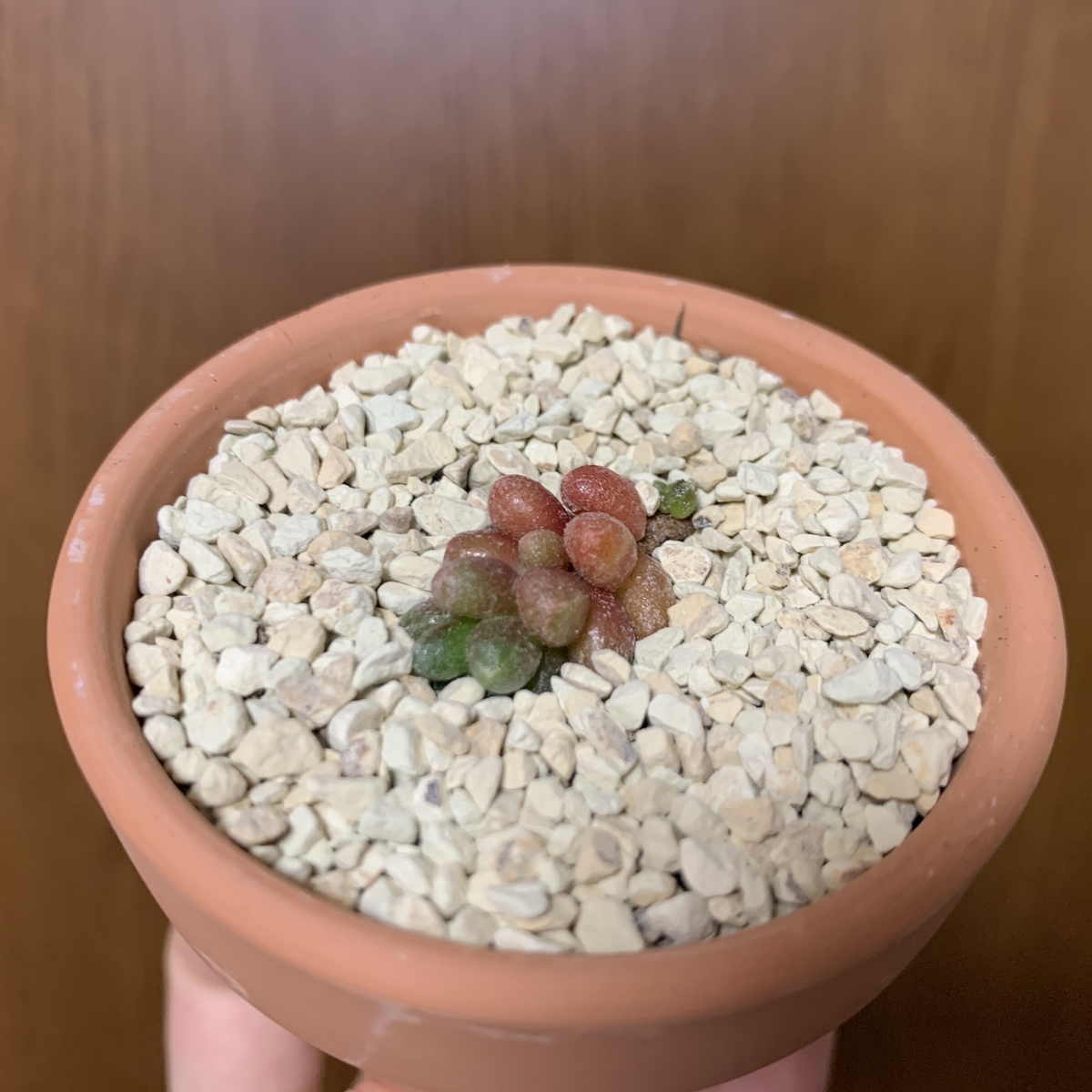 f:id:encyclopediaofweeds:20200615025927j:plain