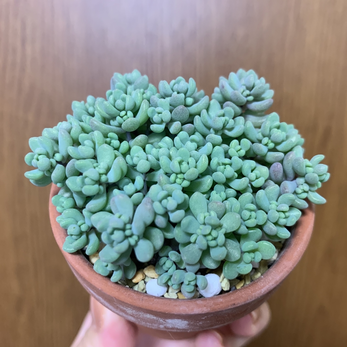 f:id:encyclopediaofweeds:20200615030956j:plain