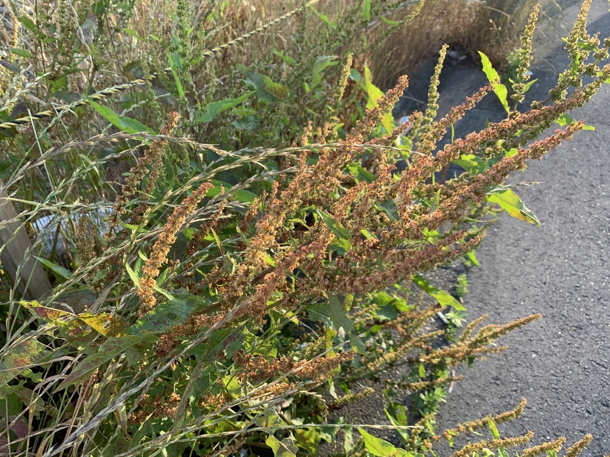 ギシギシ 愛すべき雑草たち ギシギシ 愛すべき雑草たち