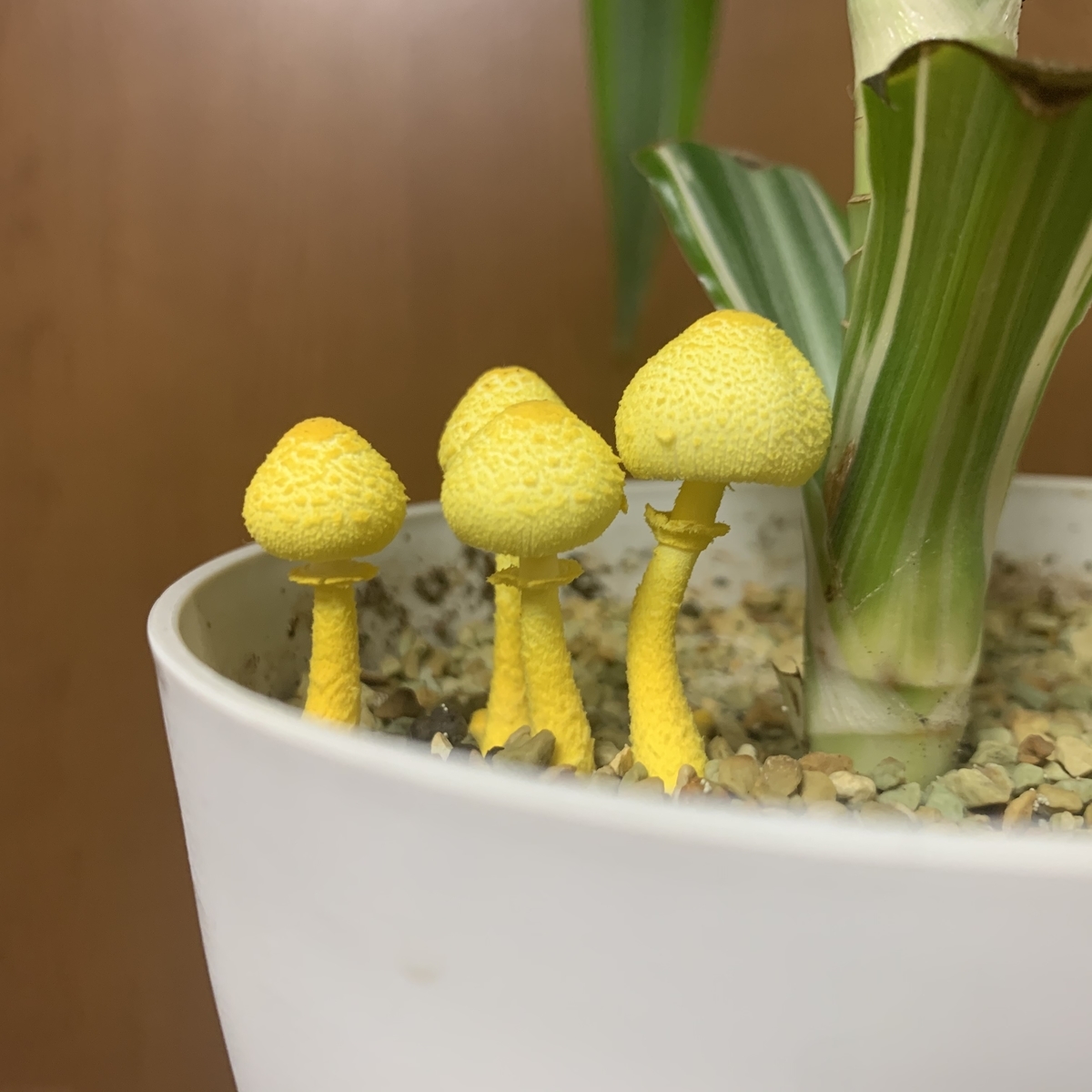 f:id:encyclopediaofweeds:20200615170018j:plain