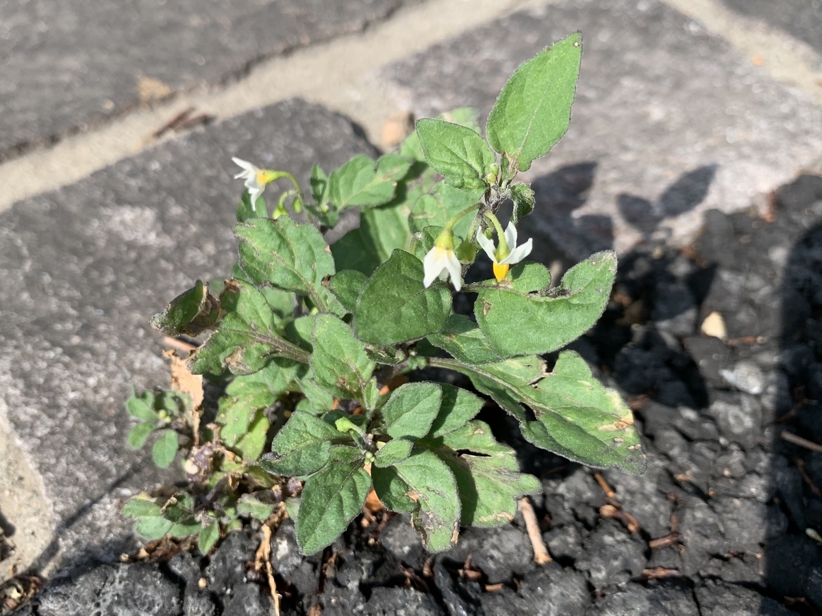 f:id:encyclopediaofweeds:20200617003835j:plain