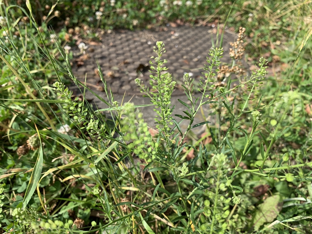 f:id:encyclopediaofweeds:20200617004006j:plain