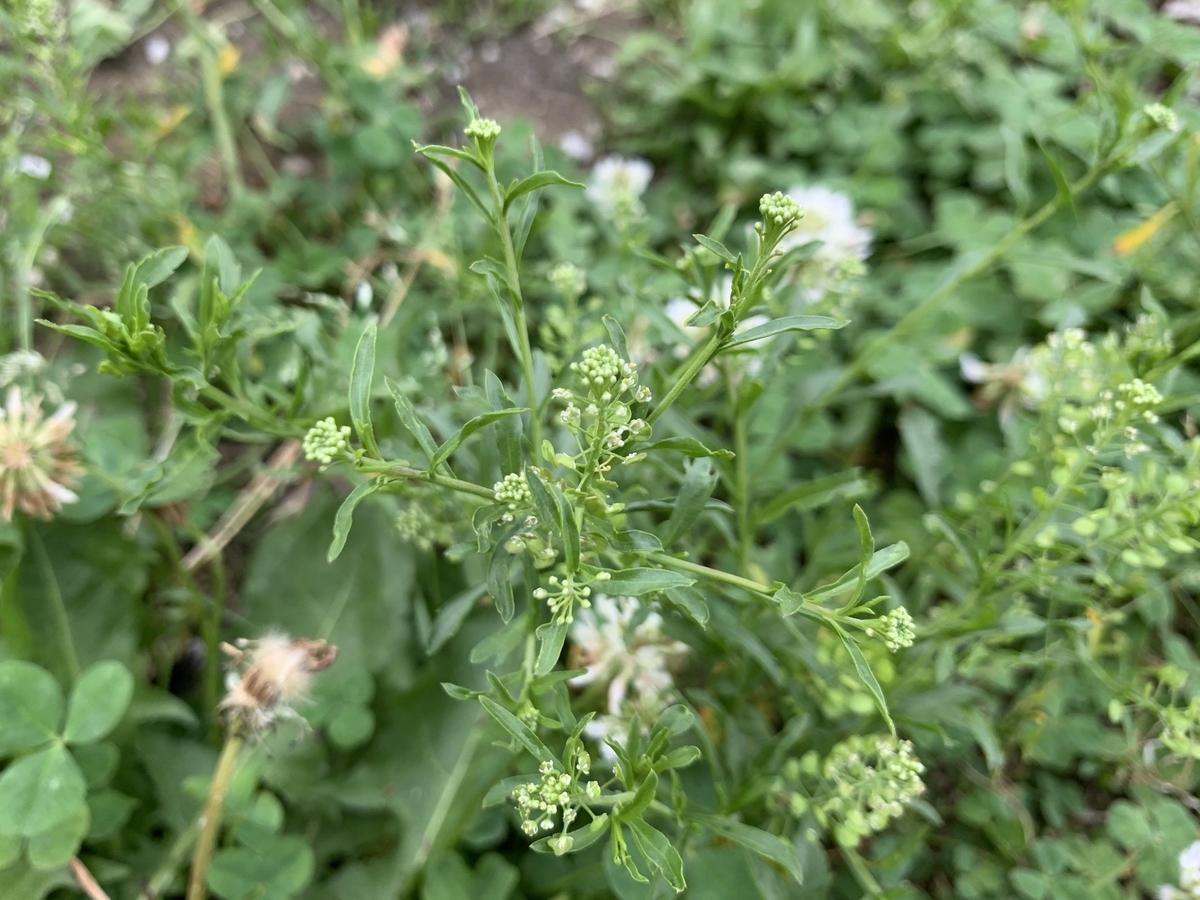 f:id:encyclopediaofweeds:20200617004019j:plain