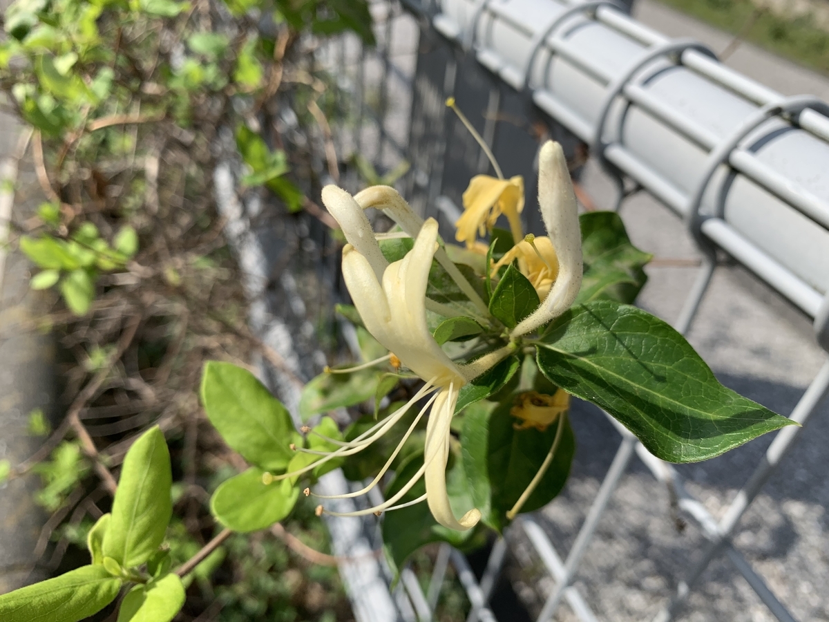 スイカズラ 愛すべき雑草たち