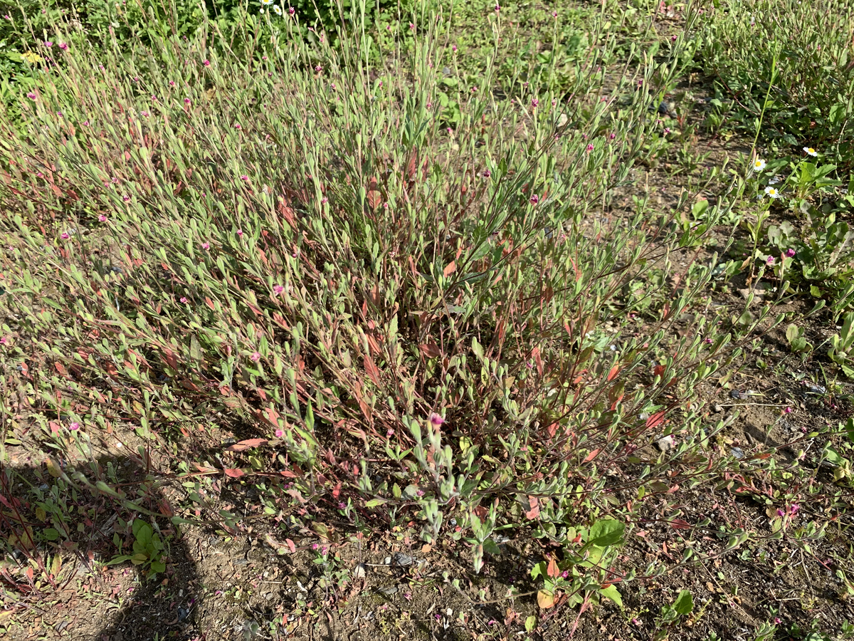 f:id:encyclopediaofweeds:20200617004621j:plain