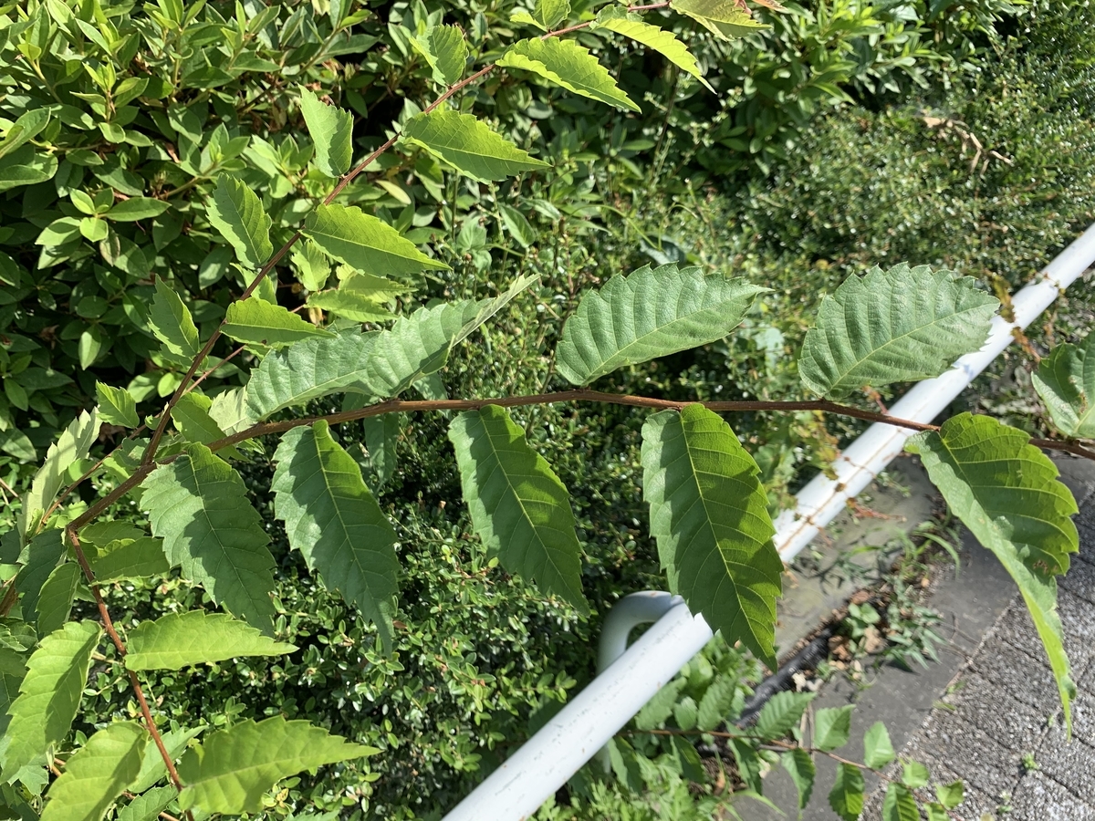 f:id:encyclopediaofweeds:20200617004941j:plain