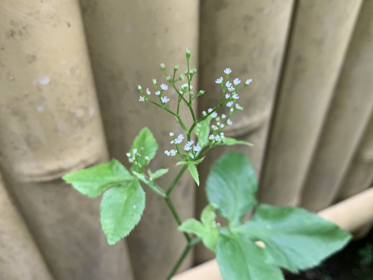 f:id:encyclopediaofweeds:20200622132748j:plain