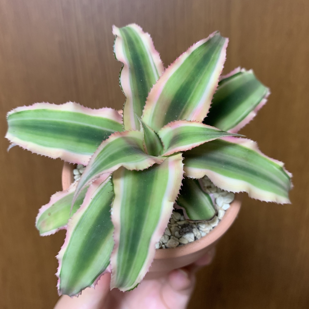 f:id:encyclopediaofweeds:20200628164114j:plain