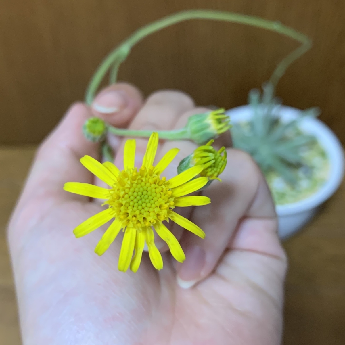 f:id:encyclopediaofweeds:20200706164521j:plain