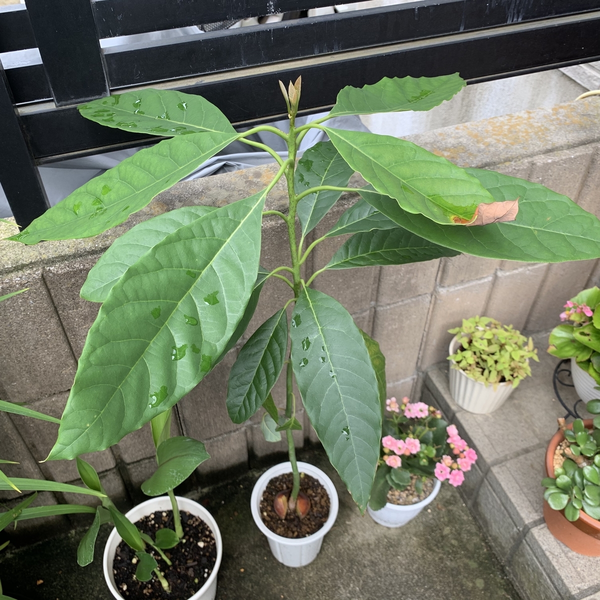 f:id:encyclopediaofweeds:20200710192815j:plain