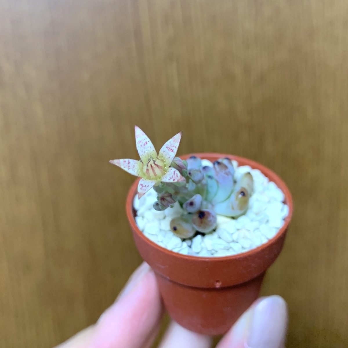 f:id:encyclopediaofweeds:20200721202907j:plain
